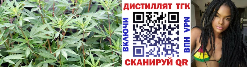 Купить где  Данилов  Дистиллят ТГК концентрат 